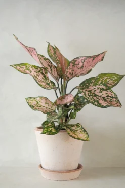 Aglaonema Spotted star, medium