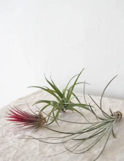 Air plants