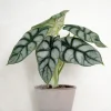 Alocasia Silver Scale