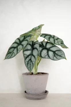 Alocasia Silver Scale