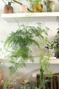 Asparagus Setaceus, medium