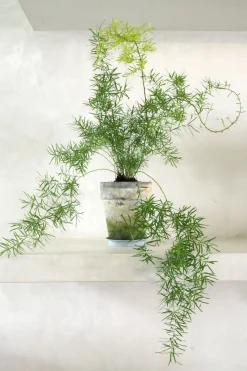 Asparagus Sprengerii