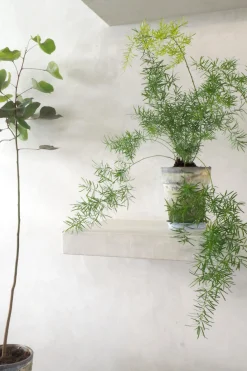 Asparagus Sprengerii