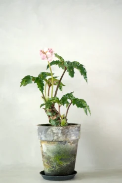 Begonia Carolineifolia, lille