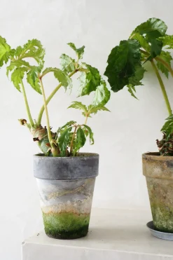 Begonia Carolineifolia, lille