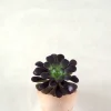 Black Rose - Aeonium