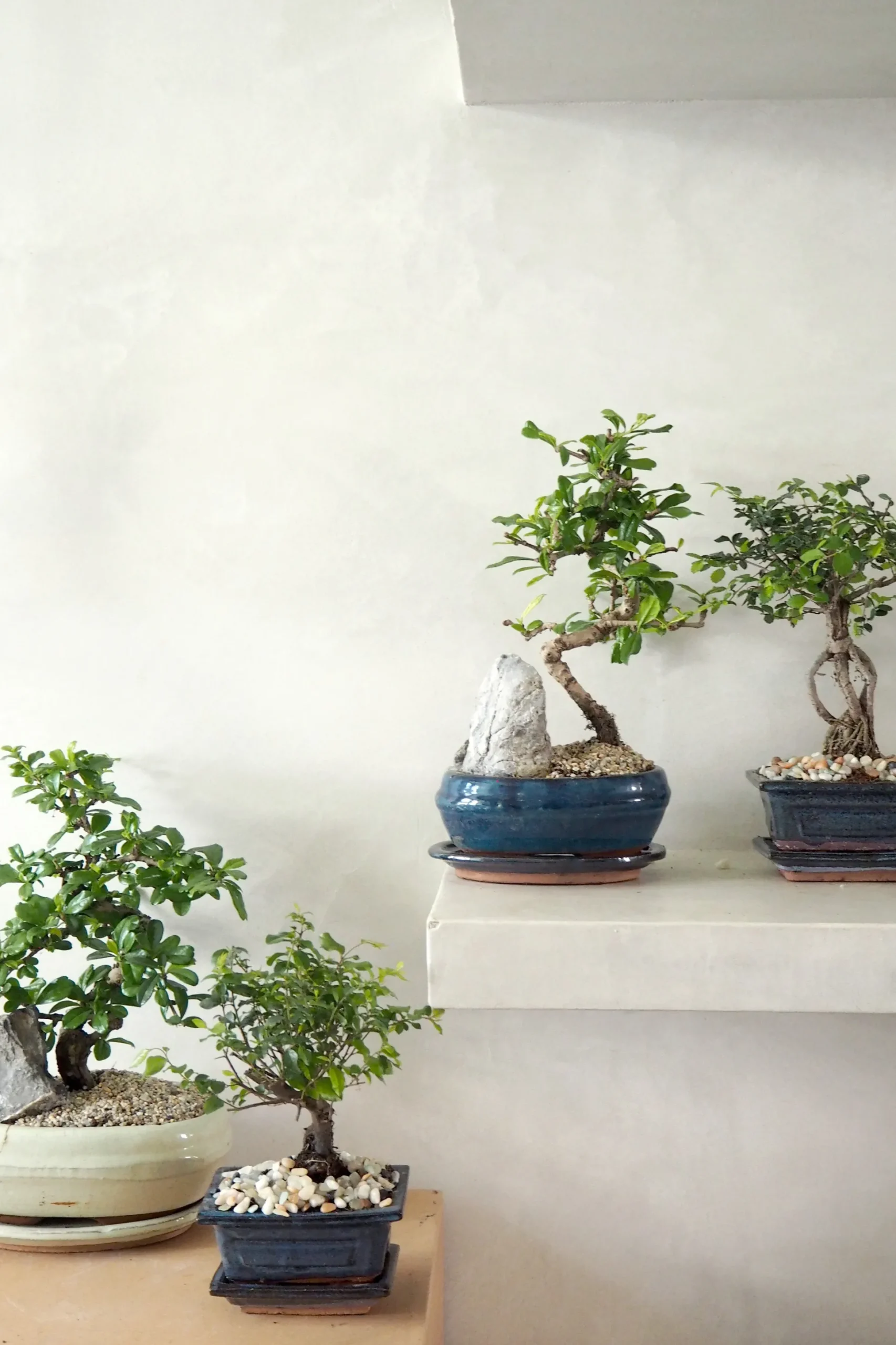 Bonsai Carmona, stor