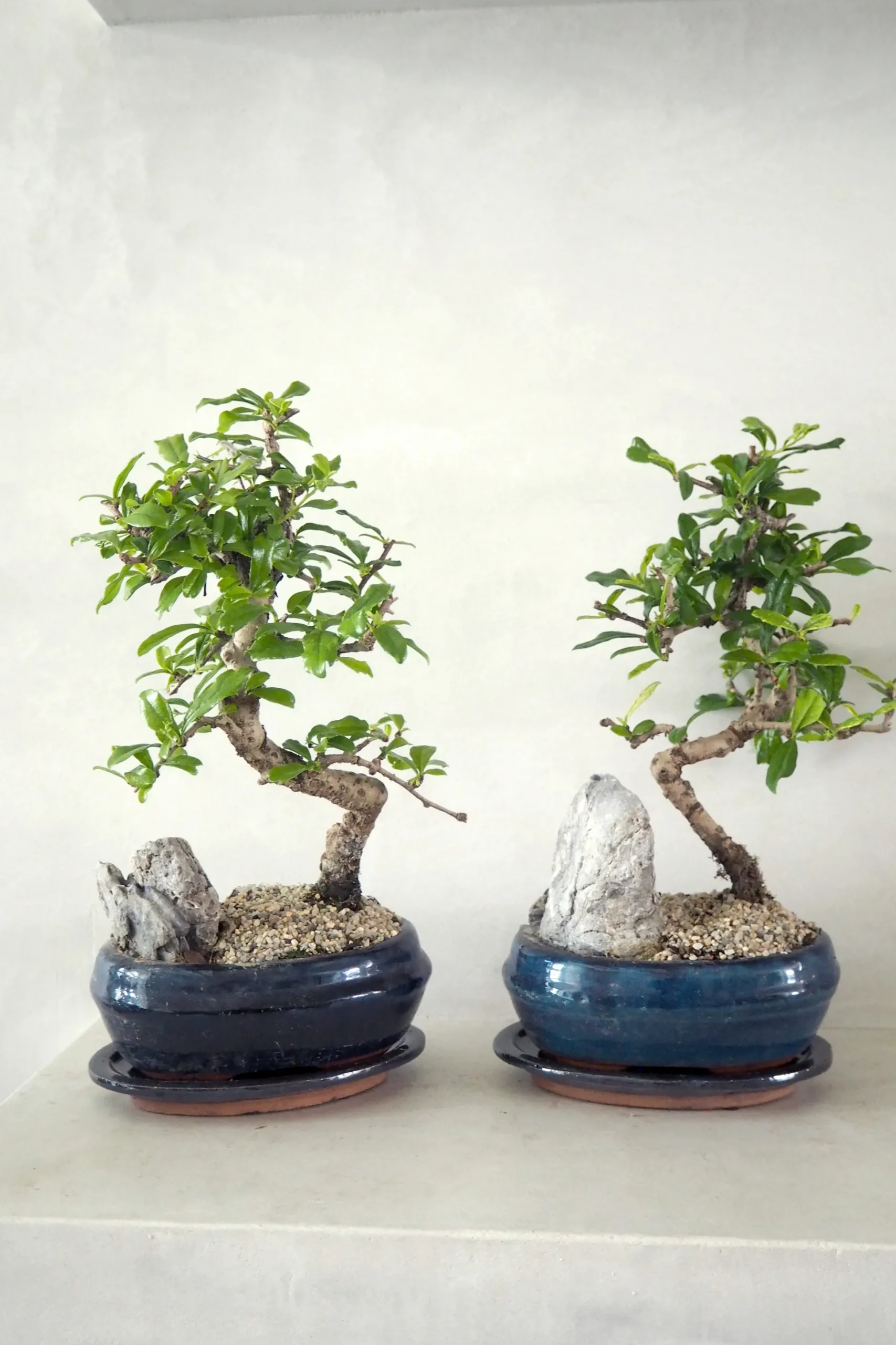 Bonsai Carmona, stor
