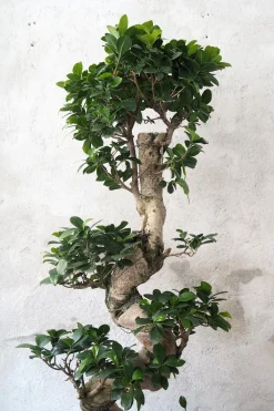 Bonsai Ficus Ginseng, stor