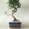 Bonsai Ficus, medium I