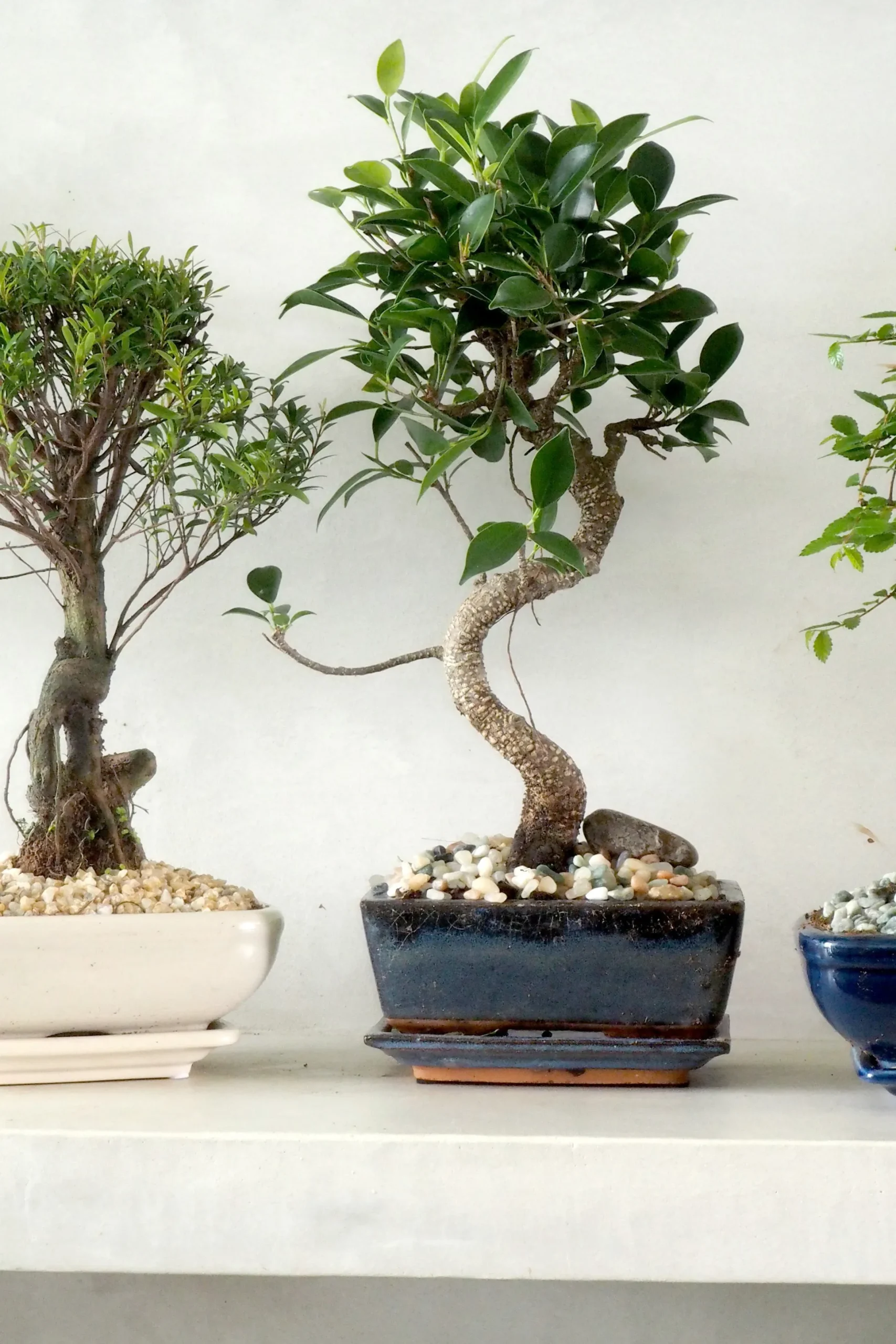 Bonsai Ficus, medium I