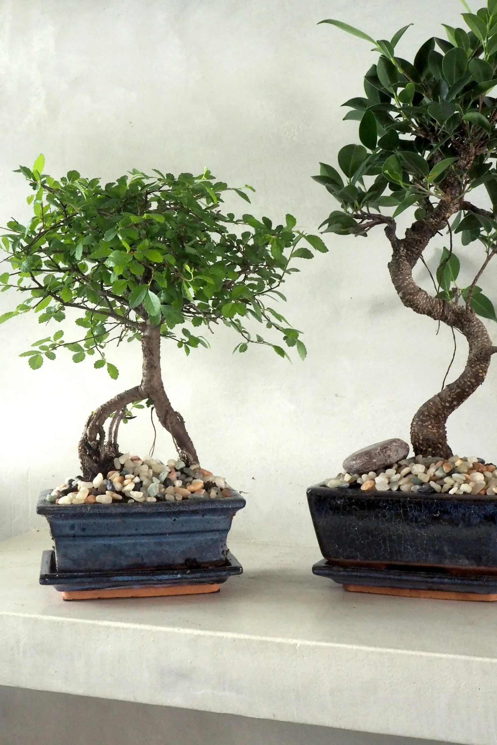 Bonsai Ficus, medium I