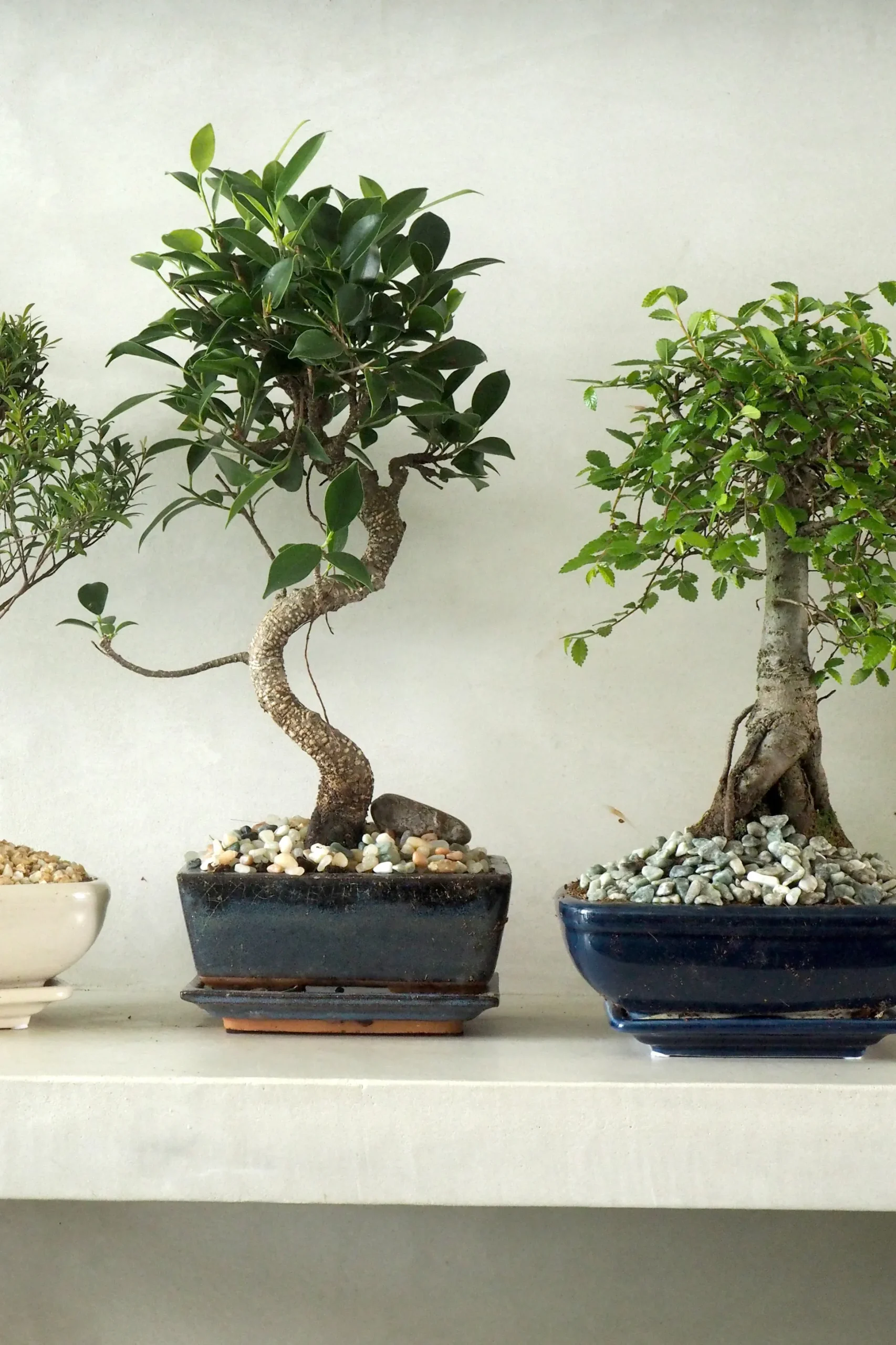 Bonsai Ficus, medium I