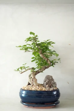 Bonsai ligustrum