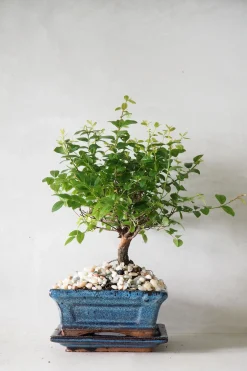 Bonsai Sageretia, medium