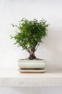 Bonsai Sageretia, medium