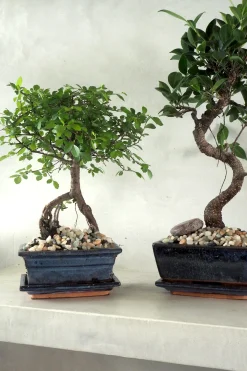 Bonsai Zelkova, medium