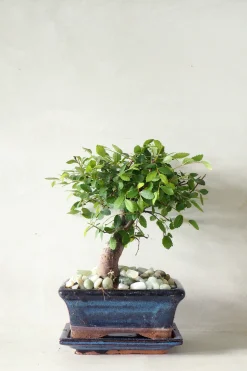 Bonsai Zelkova, medium