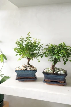 Bonsai Zelkova, medium