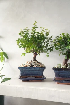 Bonsai Zelkova, medium