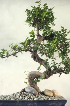 Bonsai Zelkova, stor