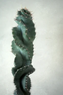 Cerus peruvianus spiralis kaktus