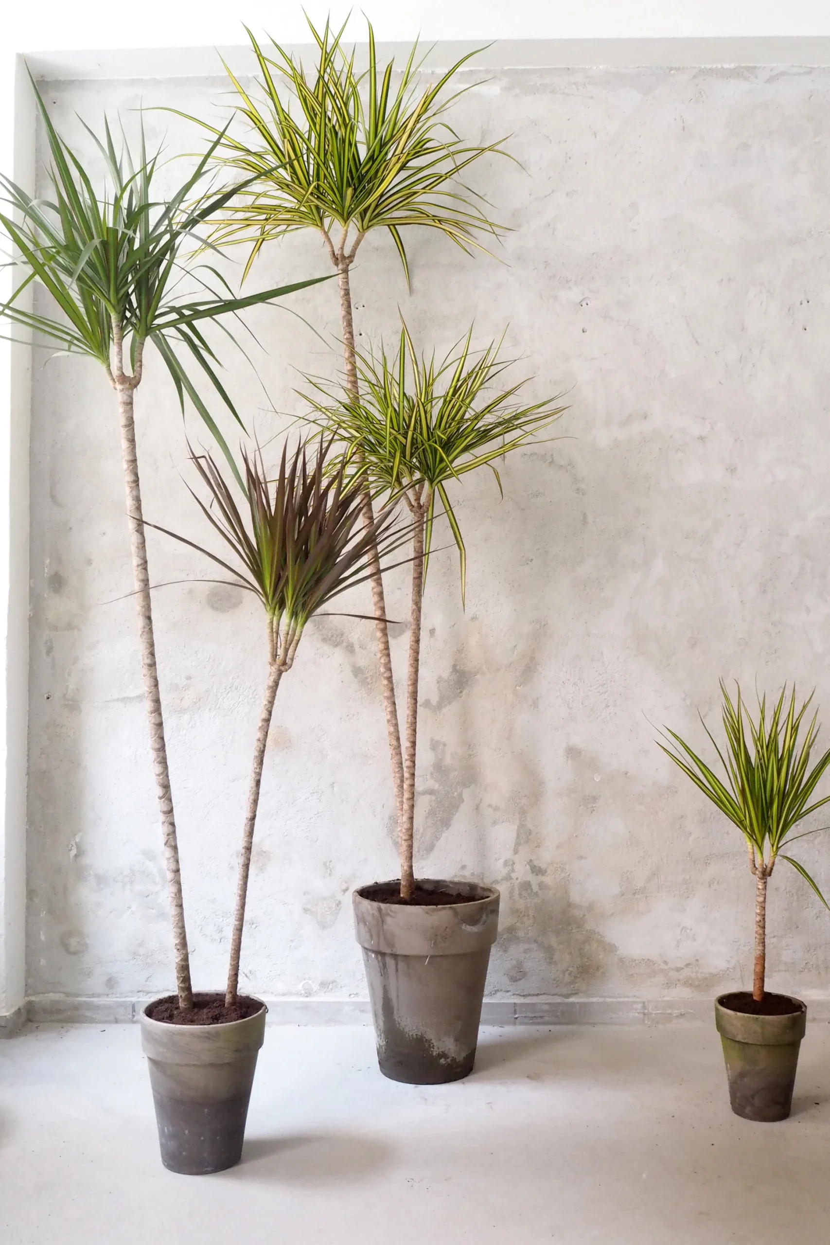 Dracena, stor