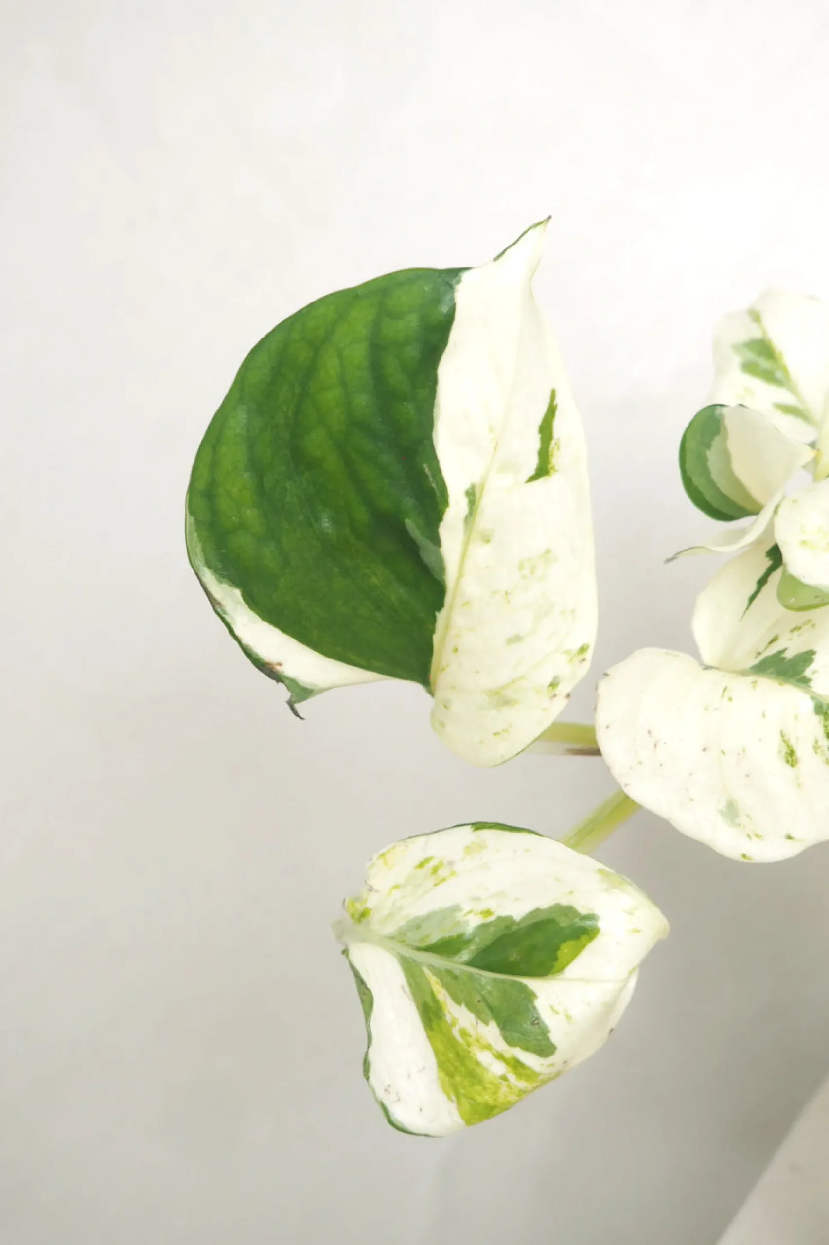 Epipremnum "Happy Leaf"