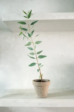 Eucalyptus langbladet