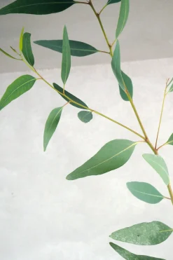 Eucalyptus langbladet