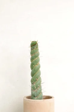 Eulychnia Castanea spiralis