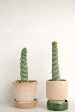 Eulychnia Castanea spiralis