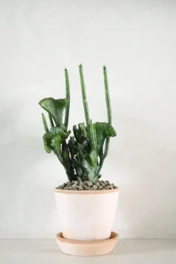 Euphorbia Leucodendron