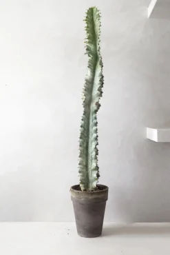 Euphorbia variegated