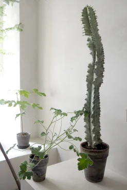 Euphorbia variegated