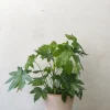 Fatsia japonica, stor