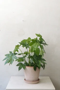 Fatsia japonica, stor