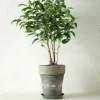 Ficus benjamina natasja