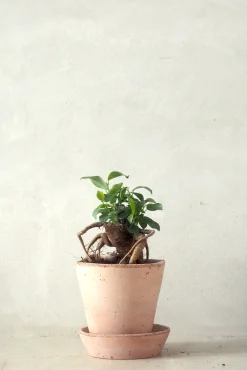 Ficus Bonsai Ginseng, lille