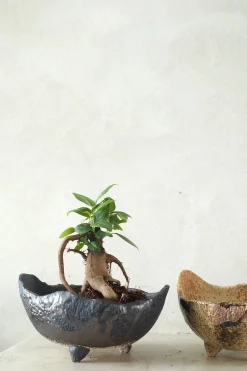 Ficus Bonsai Ginseng, lille