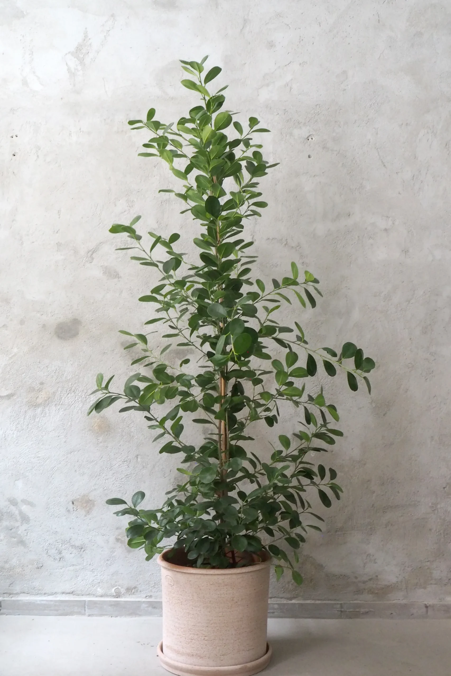 Ficus microcarpa moclame