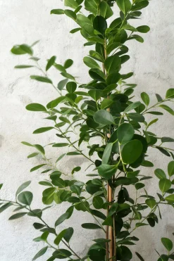 Ficus microcarpa moclame