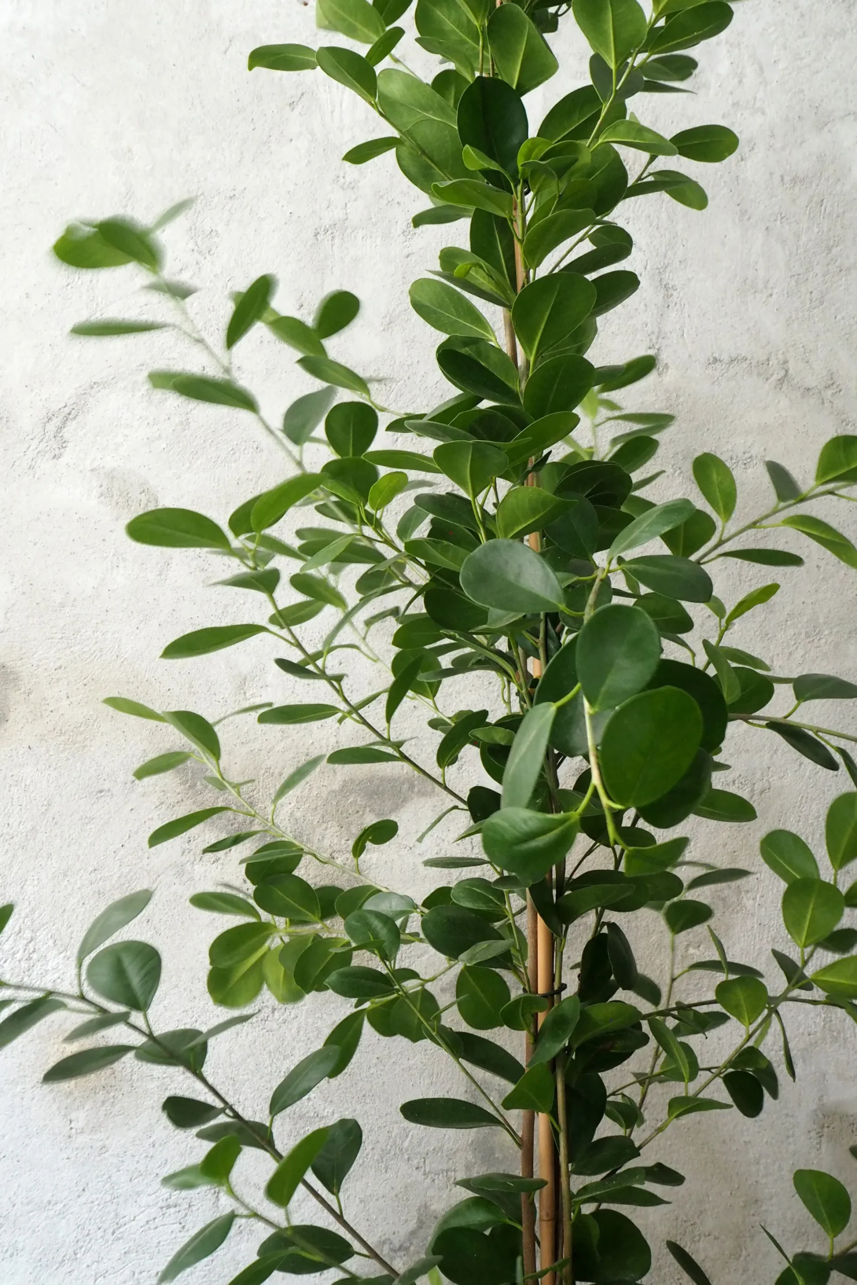 Ficus microcarpa moclame
