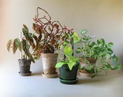 FOLK oni plantestøtte, grøn