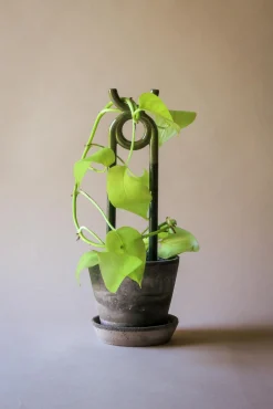 FOLK oni plantestøtte, grøn