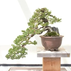 Frø - Bonsai, DIY kit