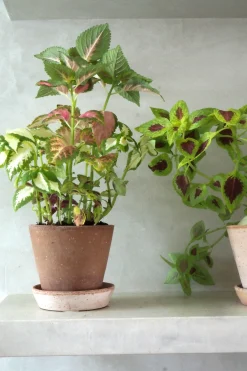 Frø - Paletblad, Wizard mix