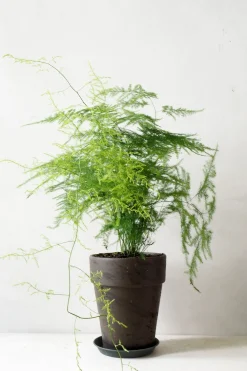 Gartnerens plantepakke - Raw Grey