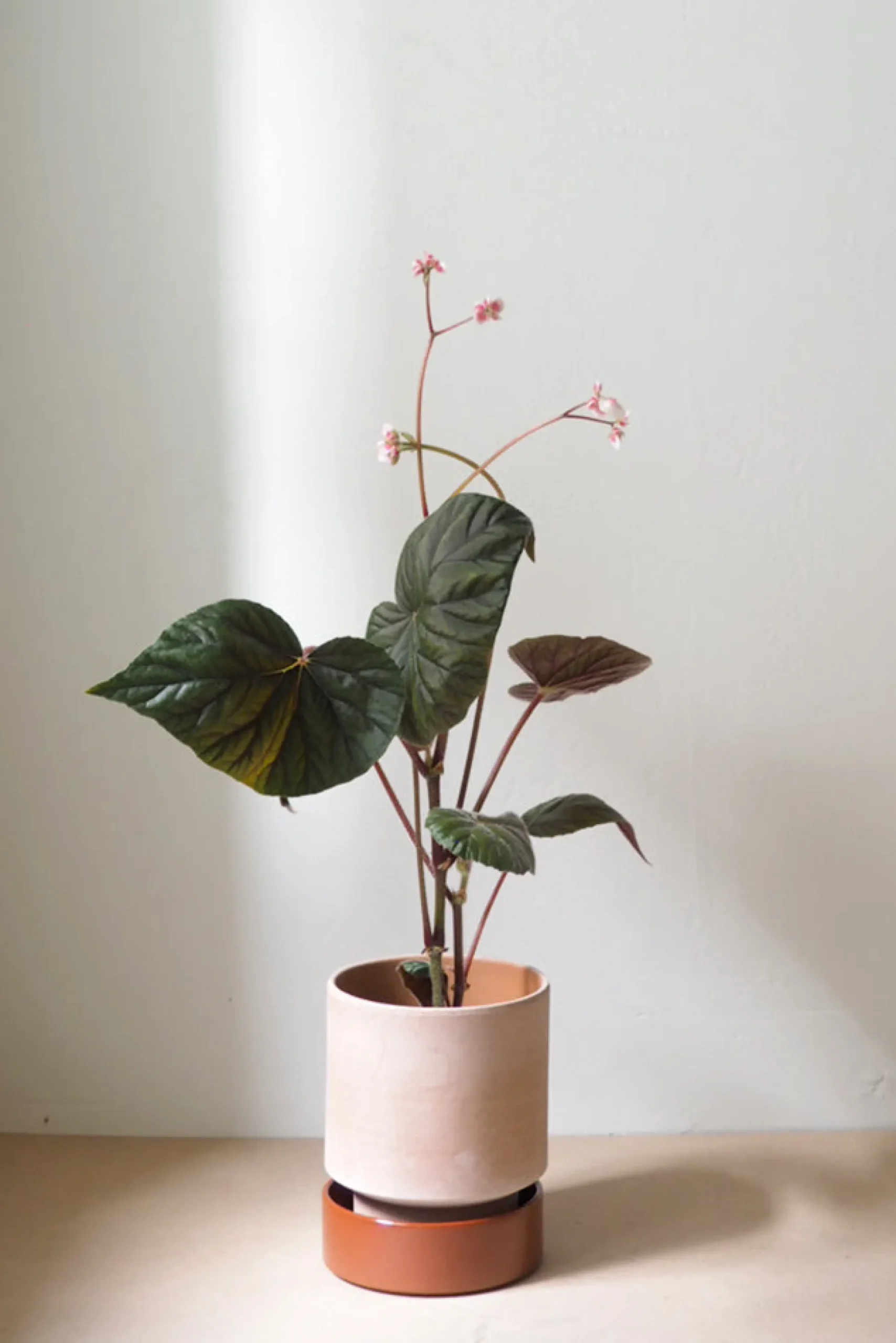 Hoff krukke, raw rosa + rust underskål