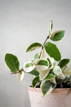 Hoya carnosa - Krimson Queen